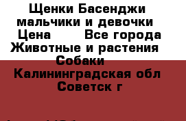 Щенки Басенджи ,мальчики и девочки › Цена ­ 1 - Все города Животные и растения » Собаки   . Калининградская обл.,Советск г.